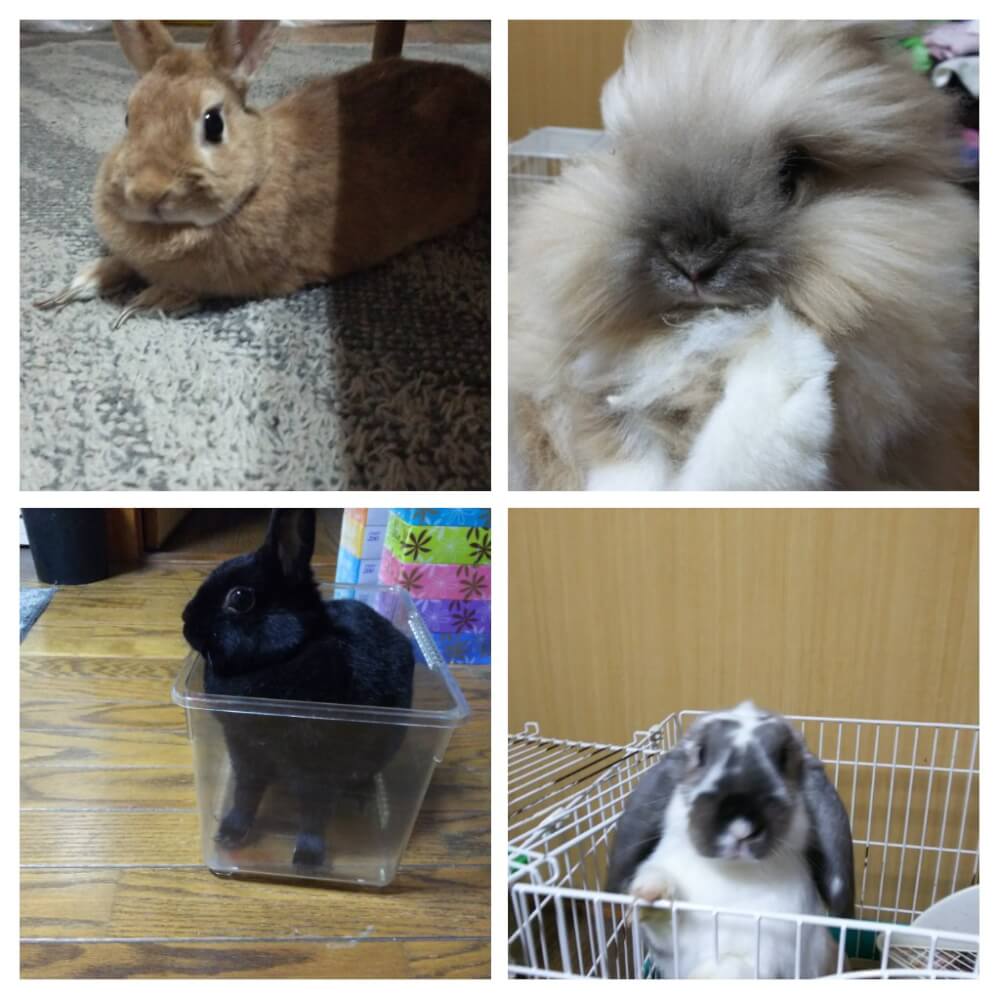 【今治店】スタッフの可愛いペットをご紹介します。