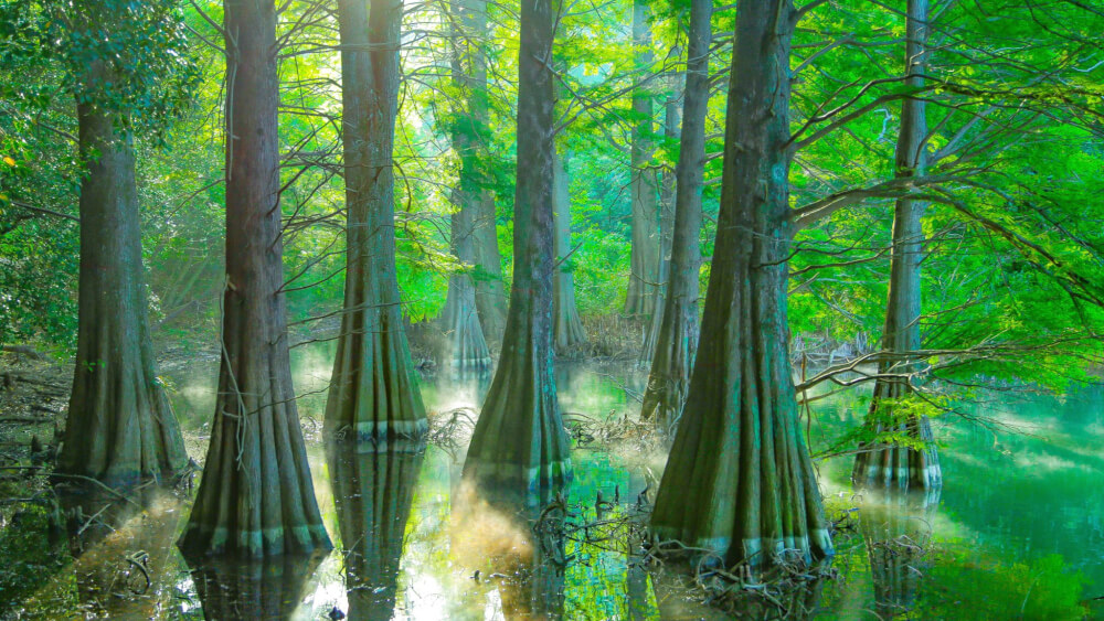 【福岡博多店】ジブリの世界へようこそ　【九大の森】