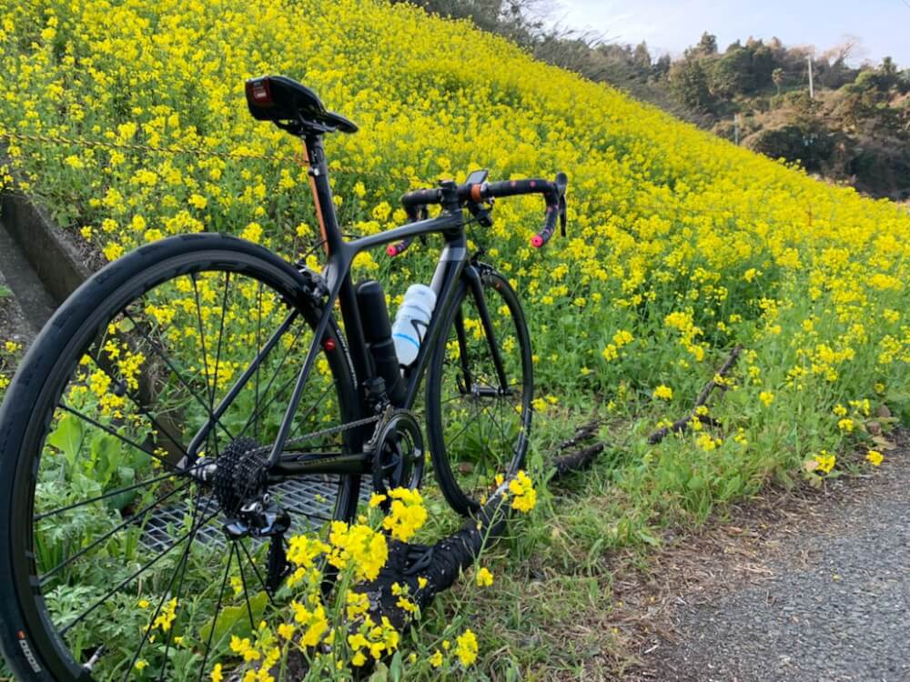 【今治店】双海（閏住地区）の菜の花