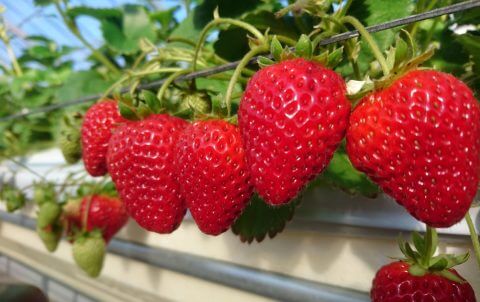 【沼津駅北店】今が一番おいしい🍓