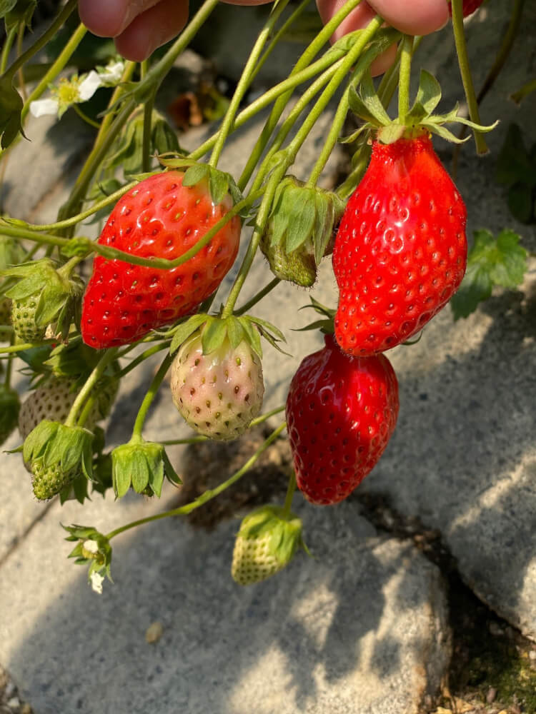 【焼津インター店】いちご海岸通り（静岡県 静岡市）
