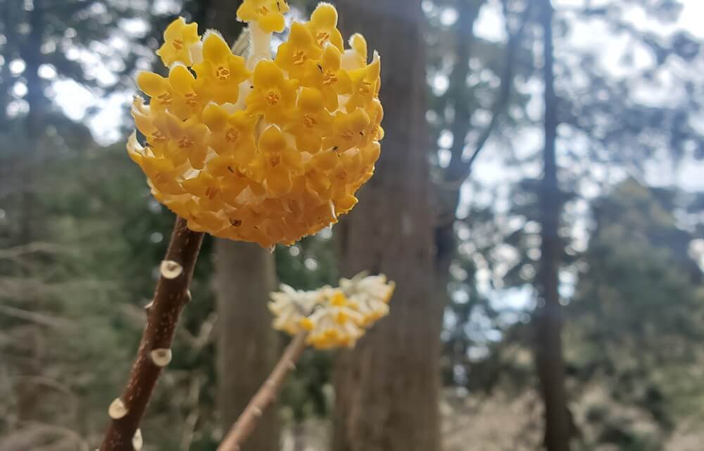 【本店】野登山(三重県亀山市)