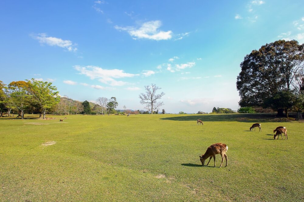 【兵庫駅店】奈良公園に行ってきました！