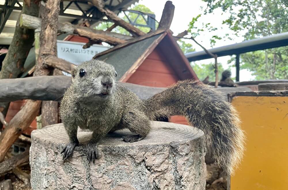 【本店】金華山リス村(岐阜市)