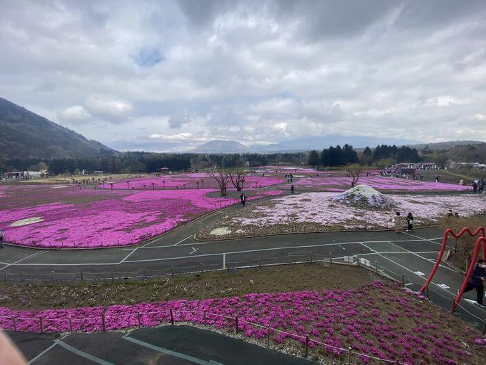 【焼津インター店】富士芝桜まつり（山梨県 南都留郡）