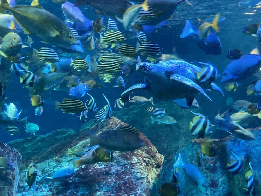 【大分駅前店】癒しを求めて…🐟