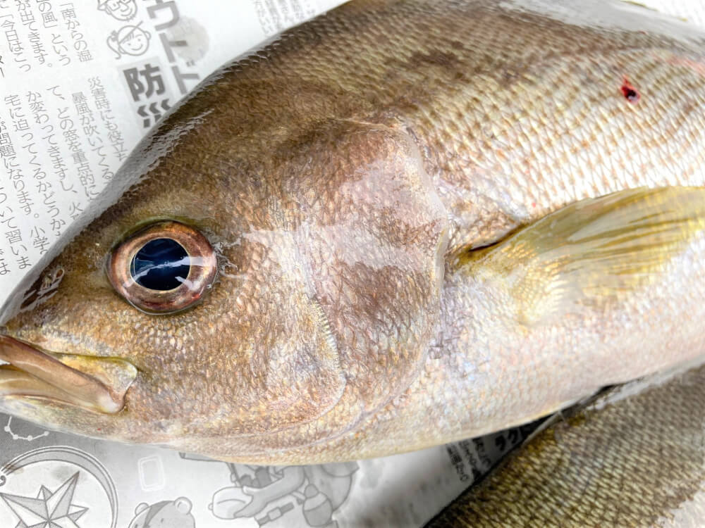 【大分駅前店】🐟🐟🐟大漁！！！です🐟🐟🐟