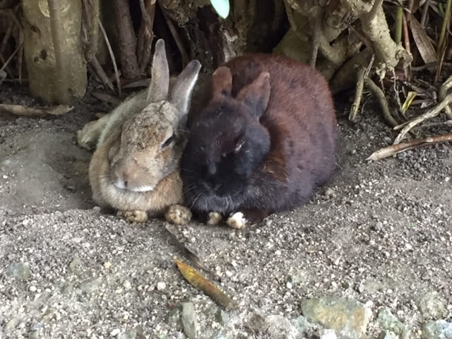 【今治店】大久野島（うさぎ島）