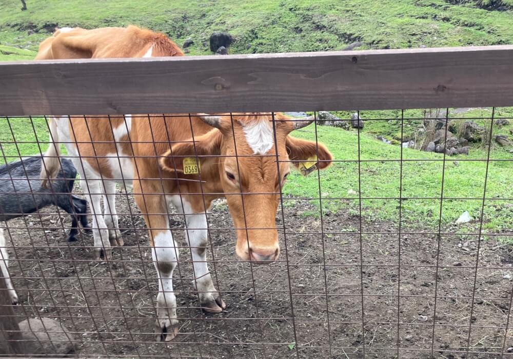 【大分駅前店】ガンジー牧場に行ってきました🐄