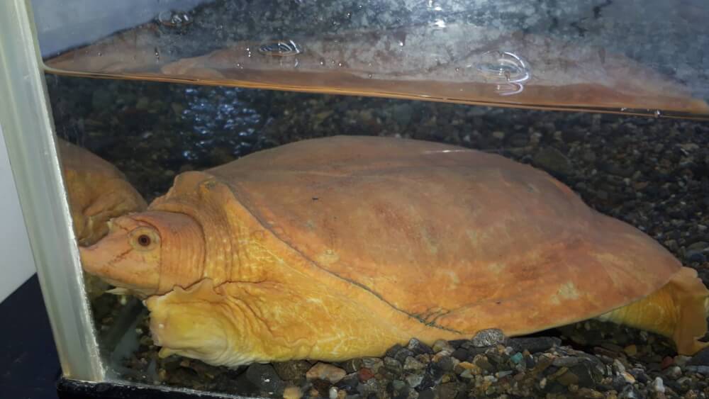 【大分駅前店】金運のご利益があるかも…金のスッポン💰