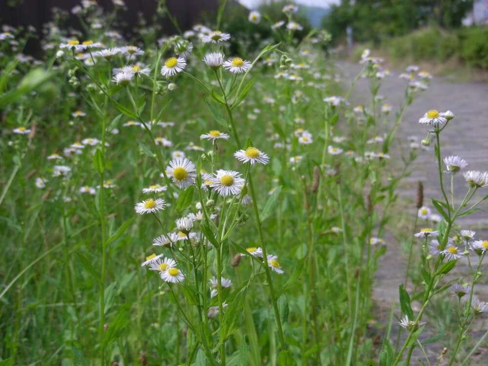 【兵庫駅店】白い花