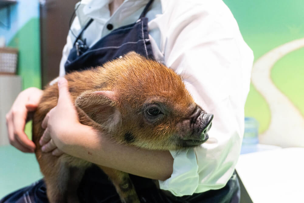 【松戸店】mipig cafe イオンレイクタウン店（埼玉県越谷市 / イオンレイクタウン店）