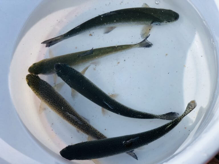 【宝塚店】有馬ます池