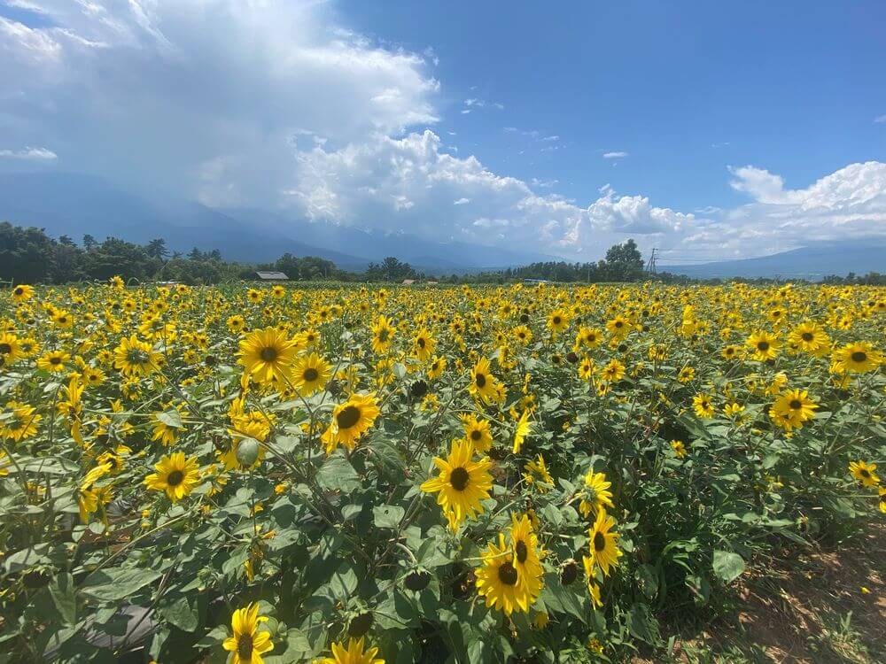 【焼津インター店】山梨ぷち旅行②（山梨県）
