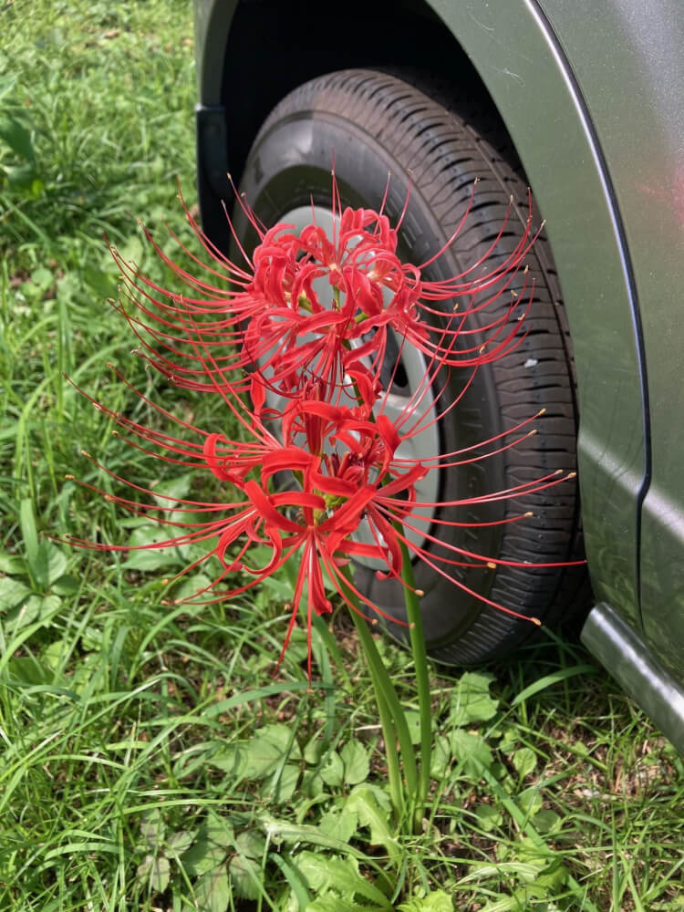 【大分駅前店】ヒガンバナの季節ですね♪