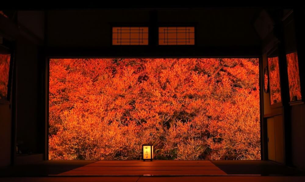 【加古川店】ドウタンツツツジ紅葉　安国寺