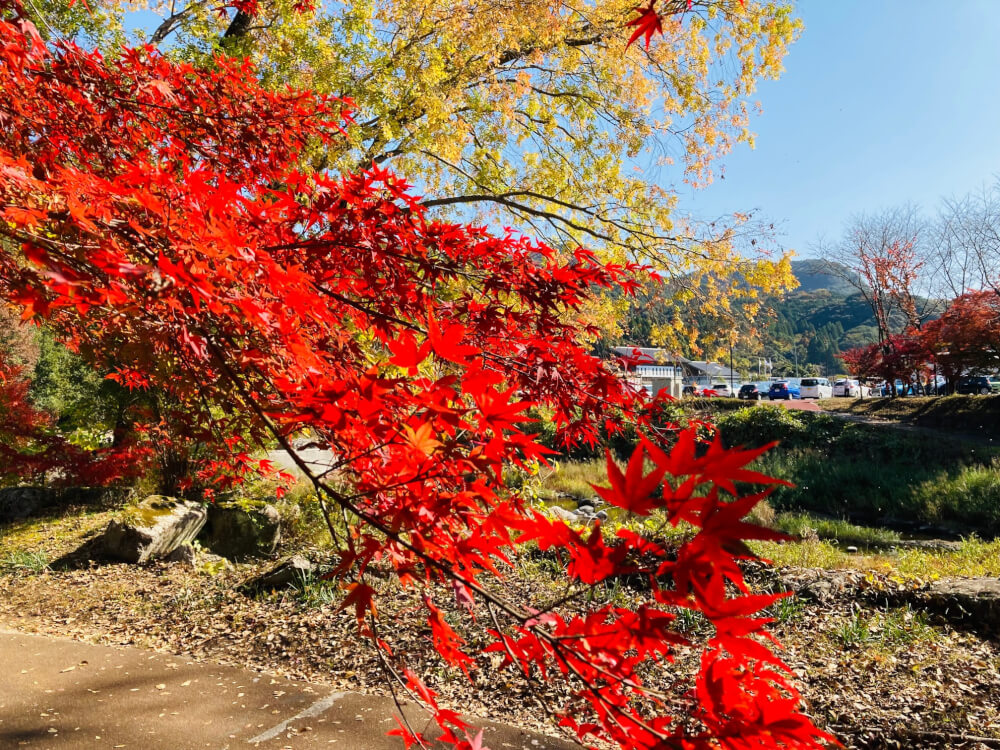 【大分駅前店】耶馬渓の紅葉が見頃です👀🍁