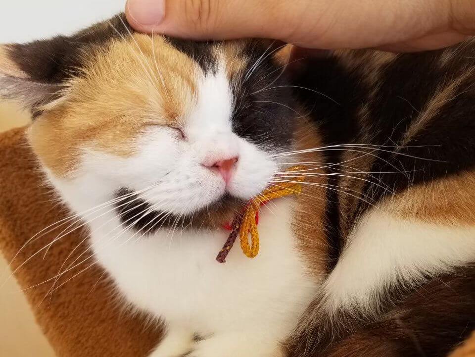 【小田原店】Moff animal cafeに行ってきました