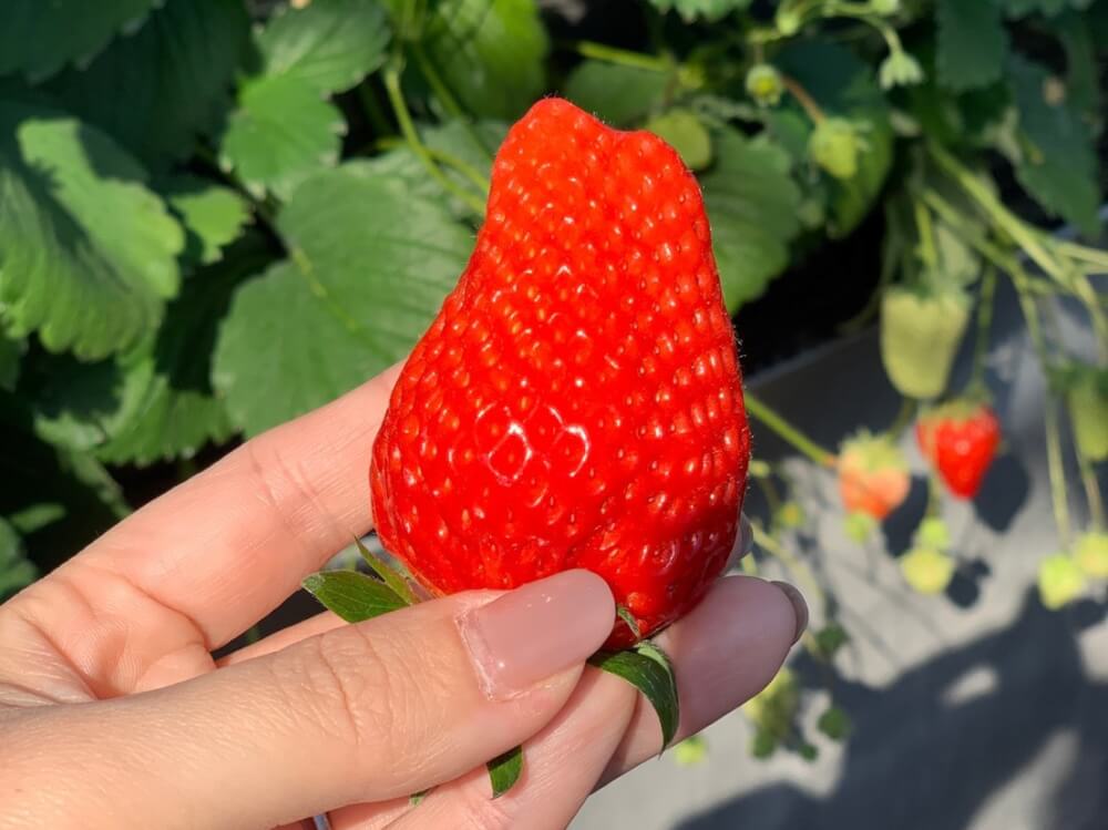 【小田原店】いちご狩りシルバーに行ってきました