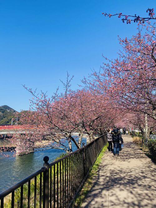 【焼津インター店】河津桜まつり（静岡県 賀茂郡）