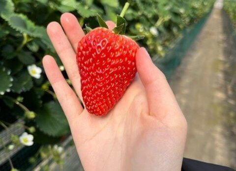 【秦野店】いちご狩りシルバーに行ってきました