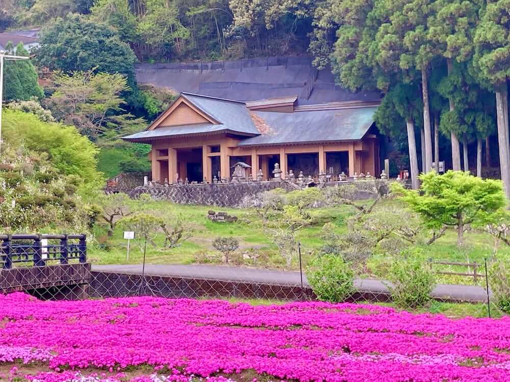 【大分駅前店】臼杵石仏「芝桜」
