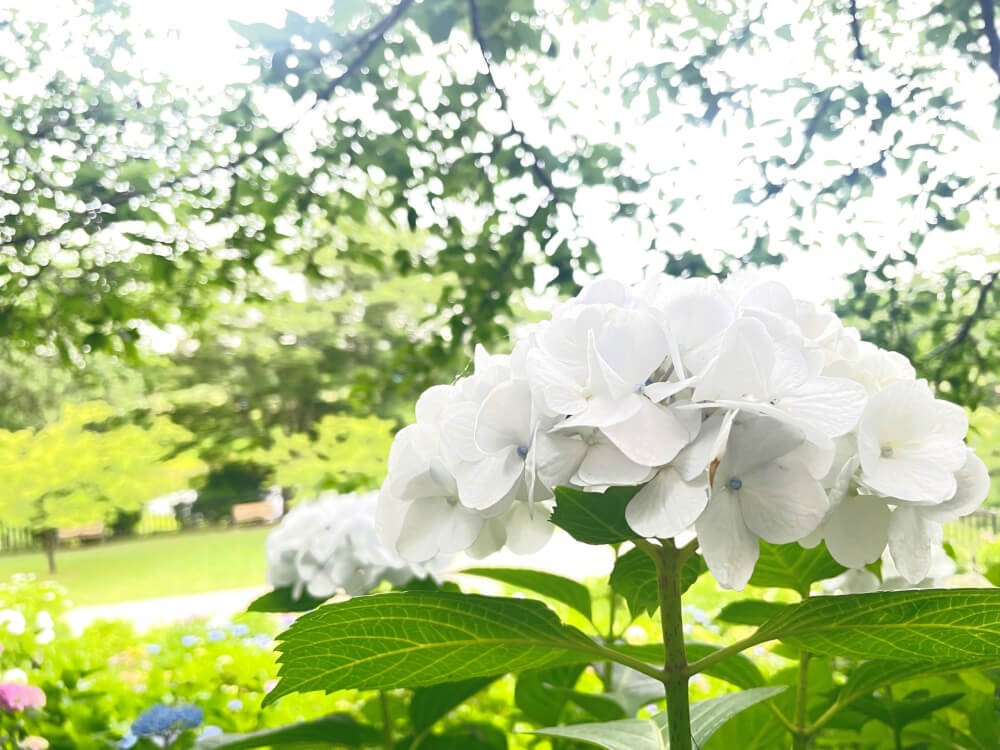 【春日部店】権現堂へ紫陽花フォト📷