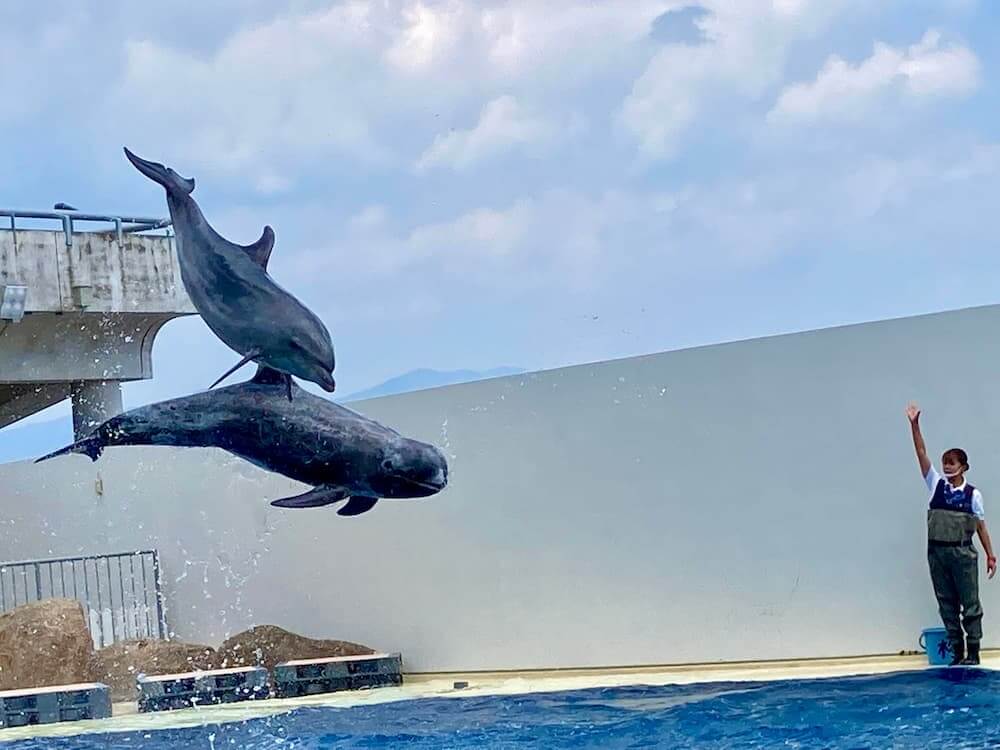 【大分駅前店】うみたまご🐬