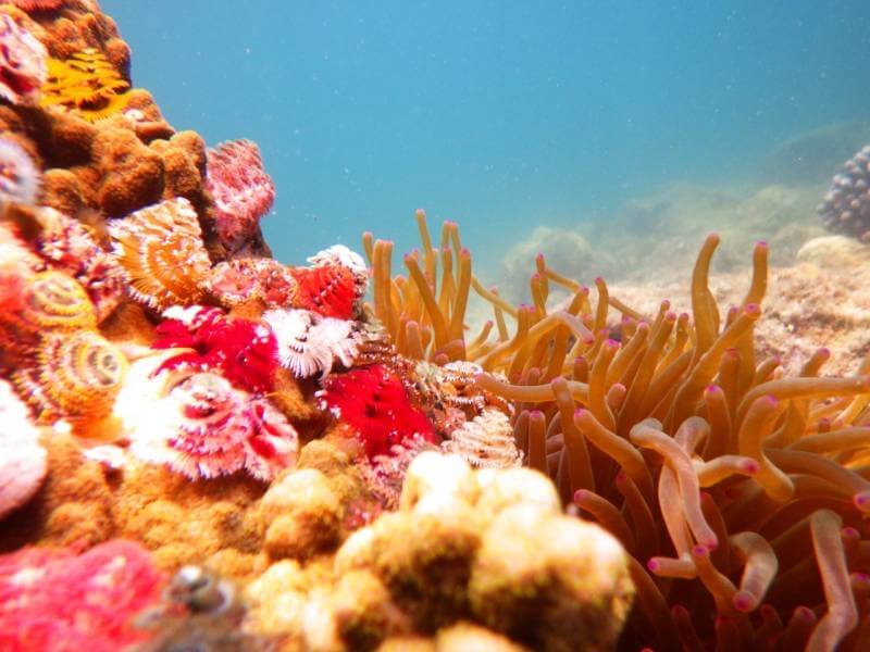 【今治店】宇和海海域公園　鹿島