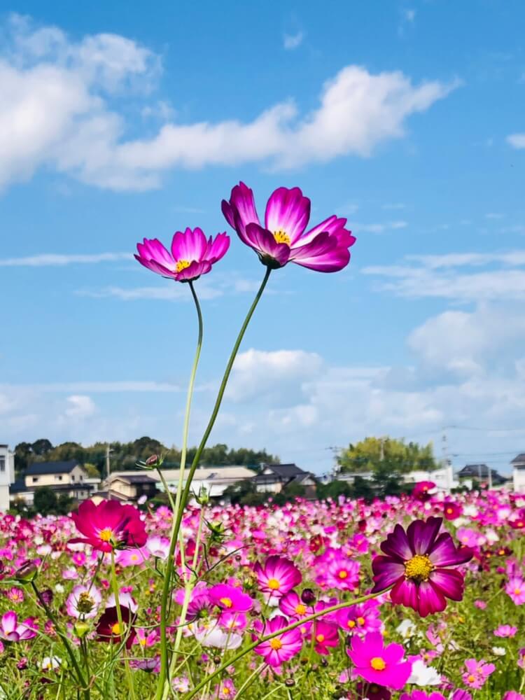 【大分駅前店】三光コスモス園へ是非🌷
