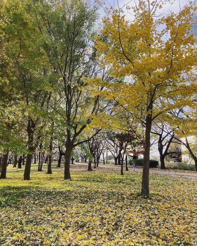 【新潟駅前店】上堰潟公園～四季の移ろい～