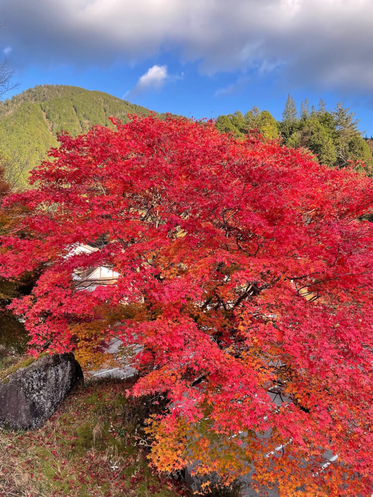 【ナゴヤドーム前矢田店】紅葉を見に行ってきました🍁(岐阜県中津川市/観光)