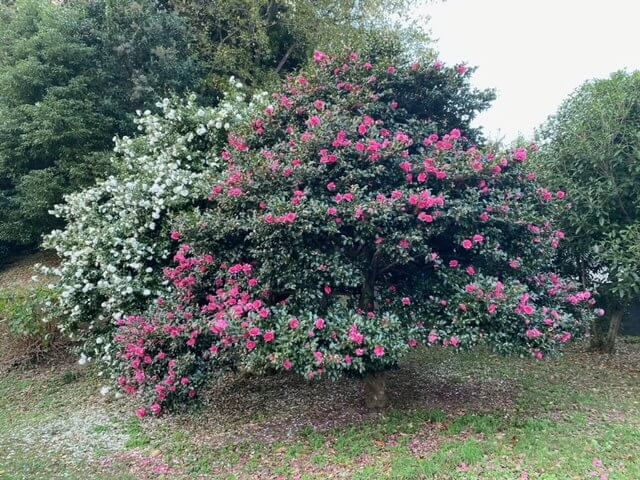 【高城駅】今週もよろしくお願いいたします。