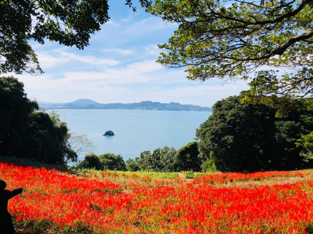 【大分駅前店】福岡の能古島🌹
