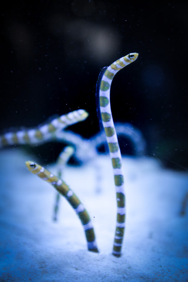 【兵庫駅店】京都水族館