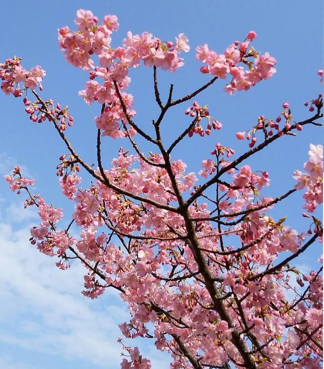 【大分駅前店】つくみ河津桜まつり開催中