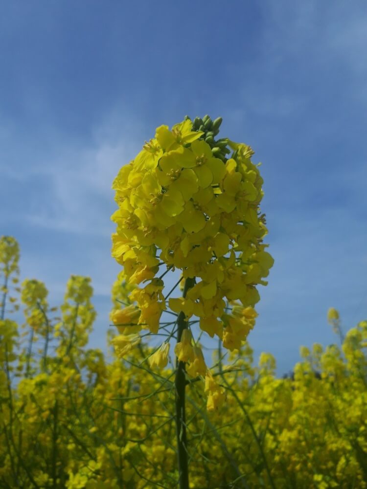 【大分駅前店】長崎鼻の菜の花畑