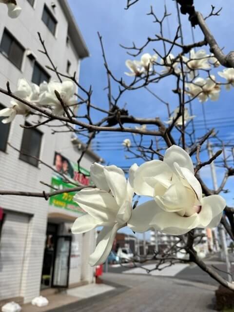 【高城駅前】春🥺