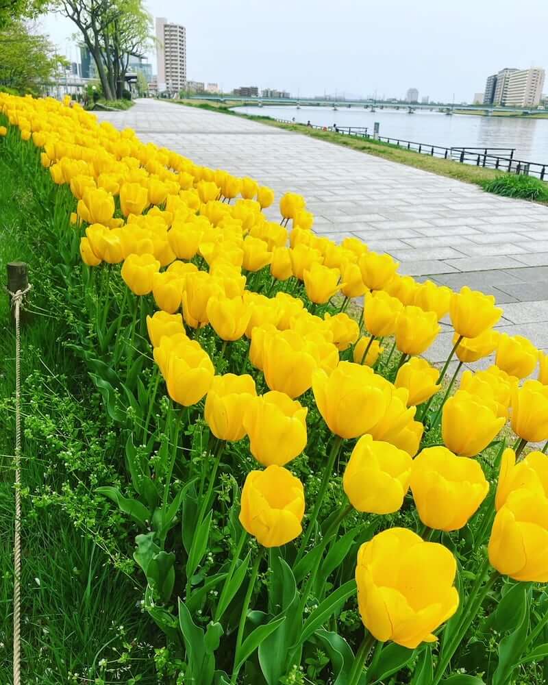 【新潟駅前店】信濃川やすらぎ堤～