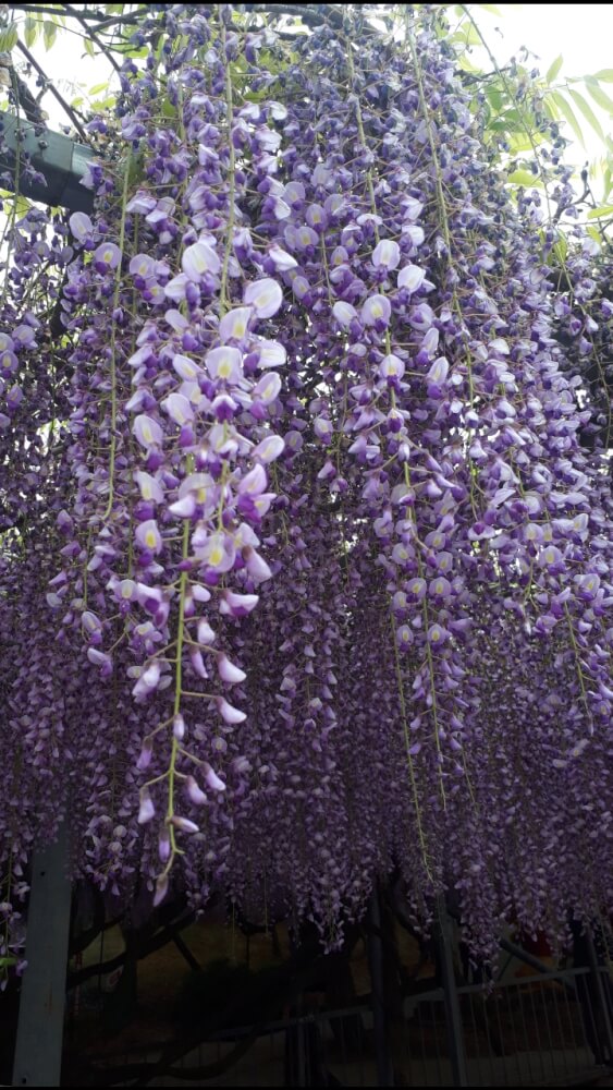 【大分駅前店】宇佐市の千財農園