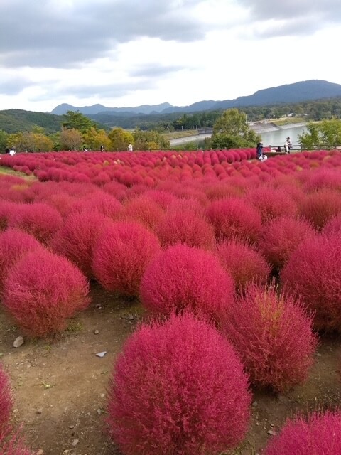 【高城駅前店】杵築市山香🌼るるパーク