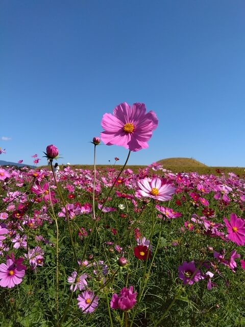 【高城駅前店】宮崎県西都原古墳群へ行ってきました🌺
