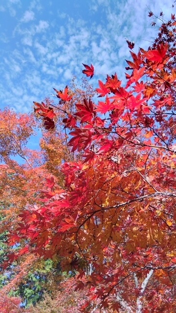 【高城駅前店】両子寺の紅葉が見頃です