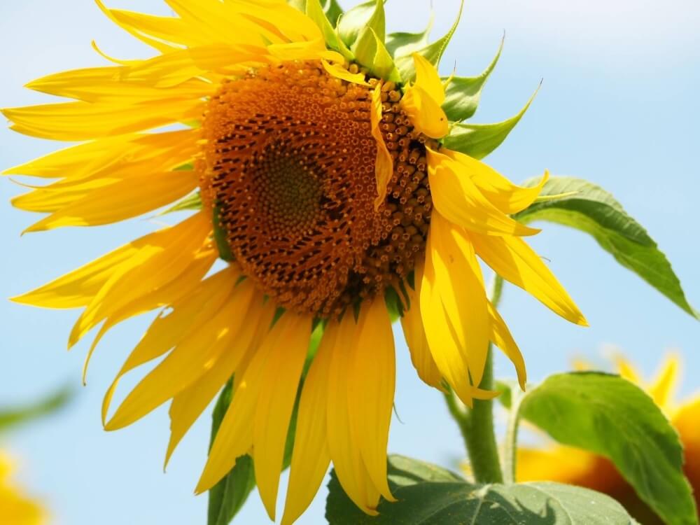 【ガッツレンタカー豊明西川町店】梅雨があけると、、、