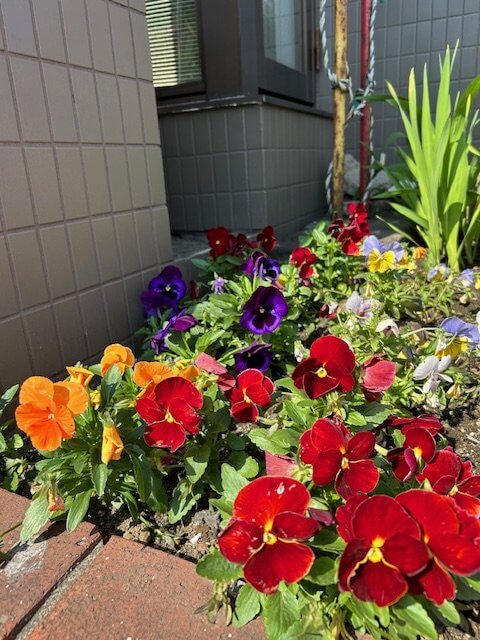 【高城駅前店】店舗前の花壇🌺