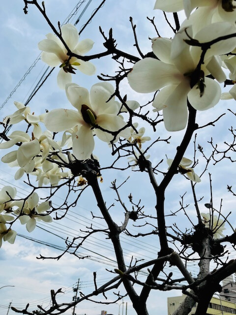 【高城駅前店】春の訪れです🫧