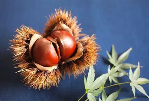 【岩倉店】東海三県の絶品モンブラン特集｜和栗・生搾り・映え系まで