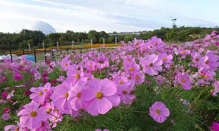【岩倉店】１０月はイベント盛りだくさん🍁