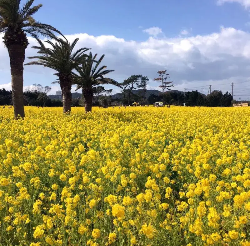 【岩倉店】🌼 春の絶景！渥美半島菜の花まつりを紹介【愛知の人気春イベント】🌼