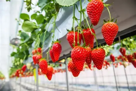【岩倉店】🍓東海三県でいちご狩り！愛知・岐阜・三重の人気スポット🍓